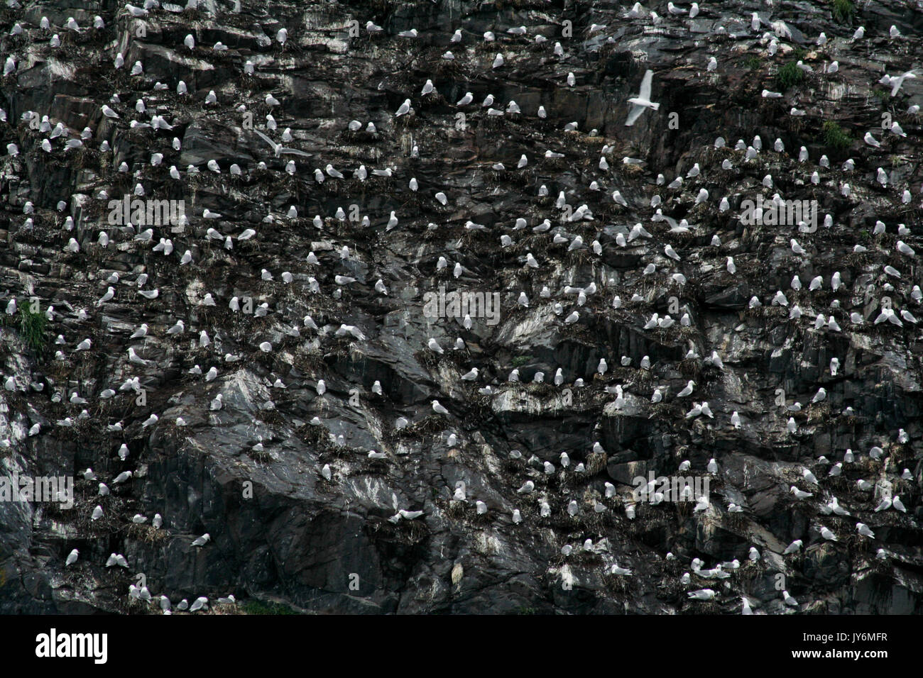 Troupeaux de mouettes à Prince William Sound, Alaska Banque D'Images