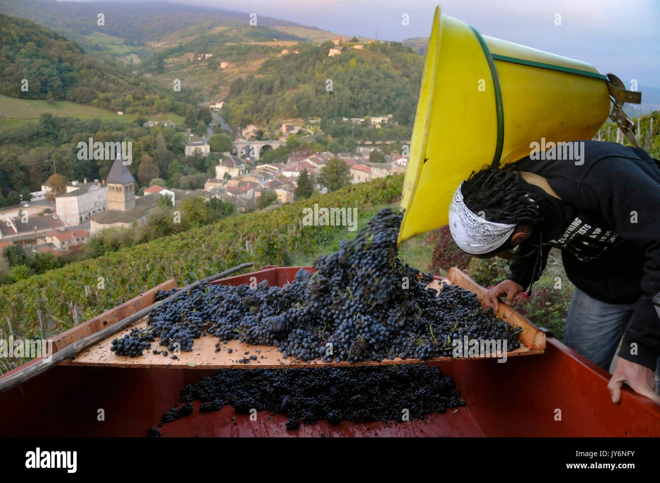 Dans le vignoble surplombant la ville de Beaujeu (Rhône), une vendangeuse décharge son panier dans une remorque, sur un conseil de tri. Banque D'Images