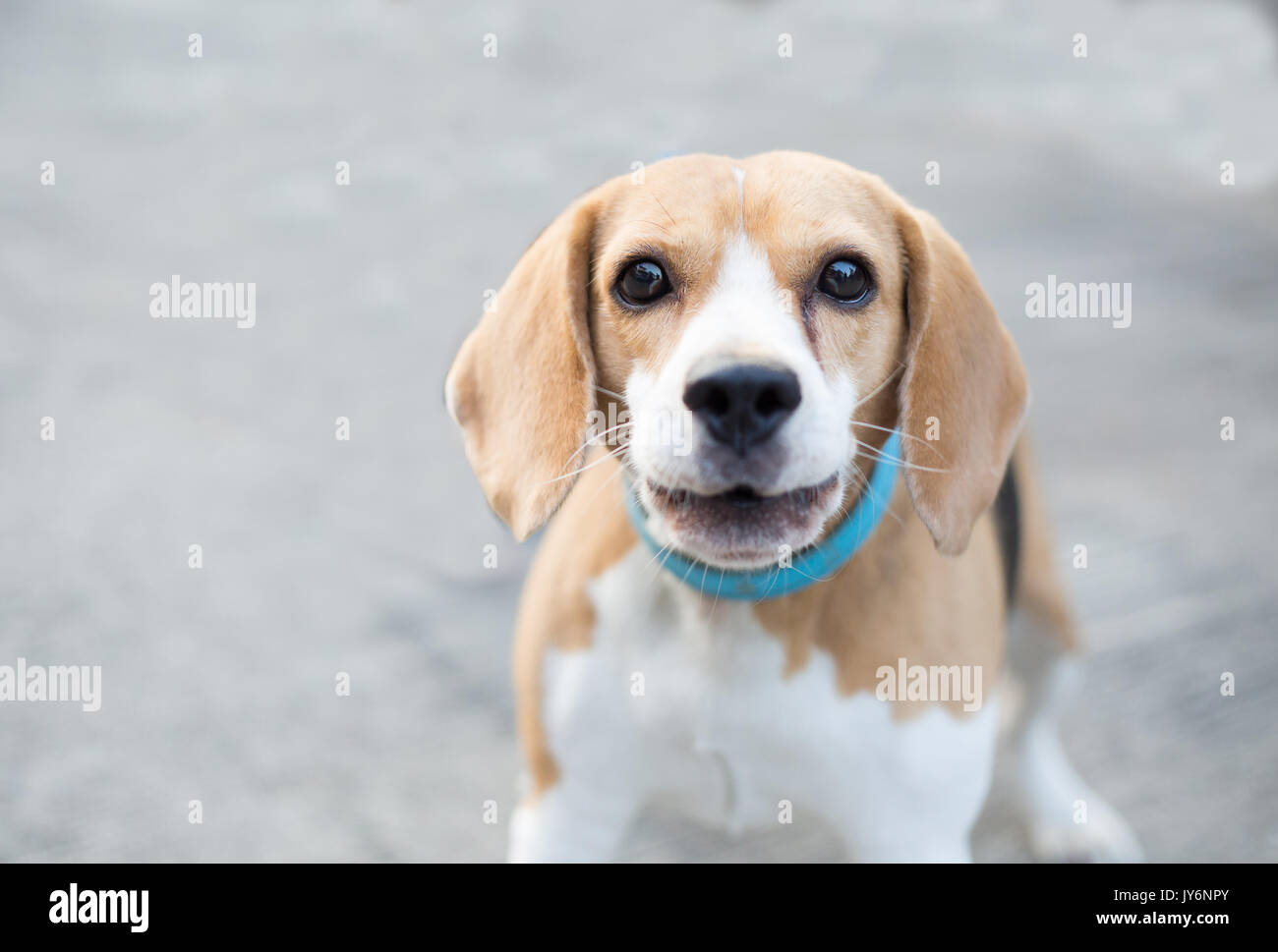 Chien beagle avec at camera Banque D'Images