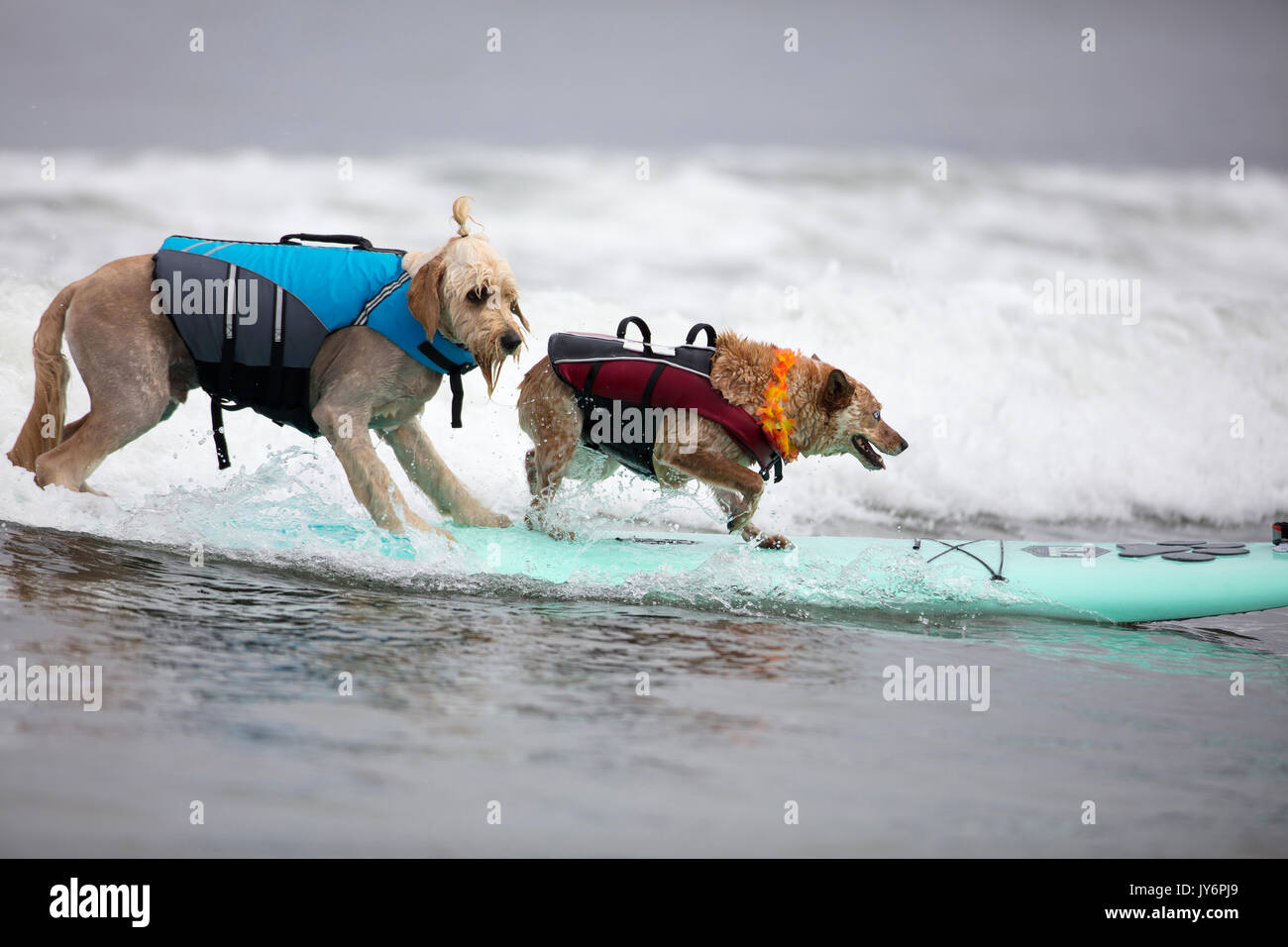 La concurrence dans le monde des chiens chien championnats de surf à Pacifica, Californie en 2017 Banque D'Images