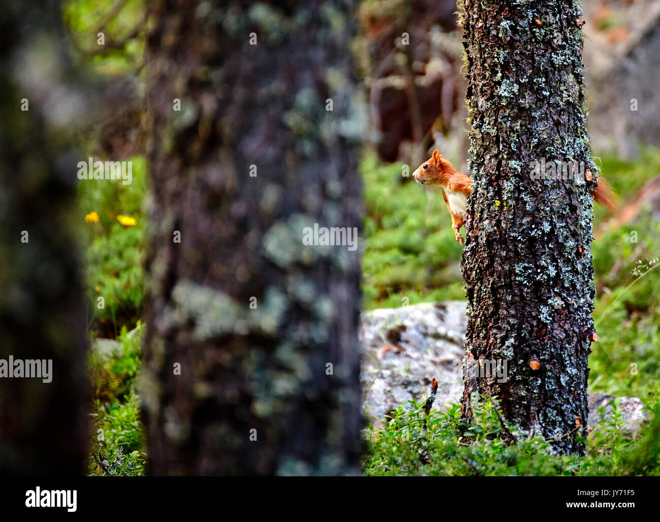 La vallée de Roseg, Pontresina, Grigioni, Suisse. Une alerte rouge classique sur Squirtel derrière un arbre Banque D'Images