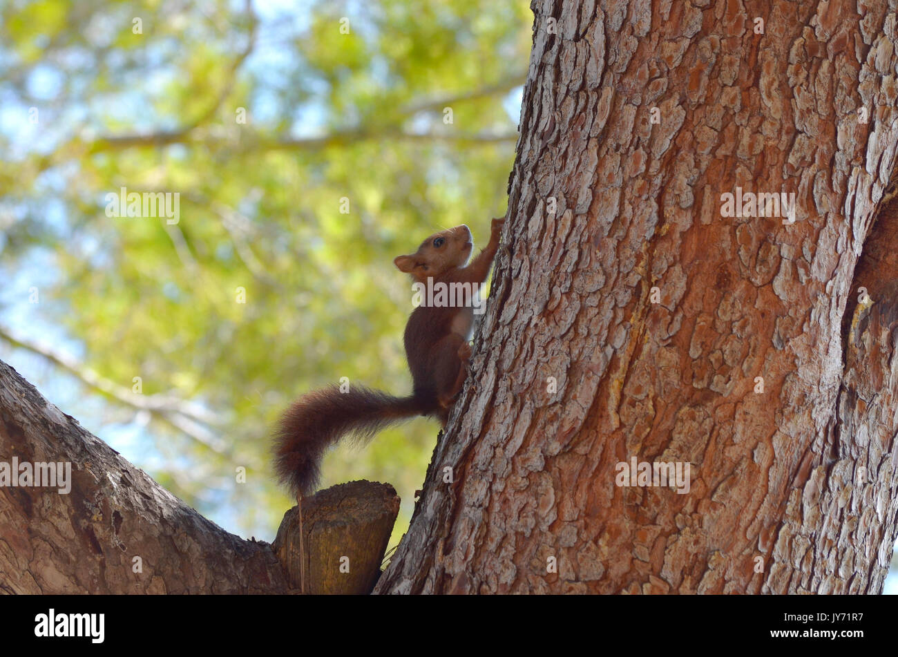 L'écureuil roux en montant par un pin. La lumière limitée en raison de l'ombre des arbres. Des tons chaleureux. L'intérieur de la faune de forêt méditerranéenne. Soft focus. Banque D'Images