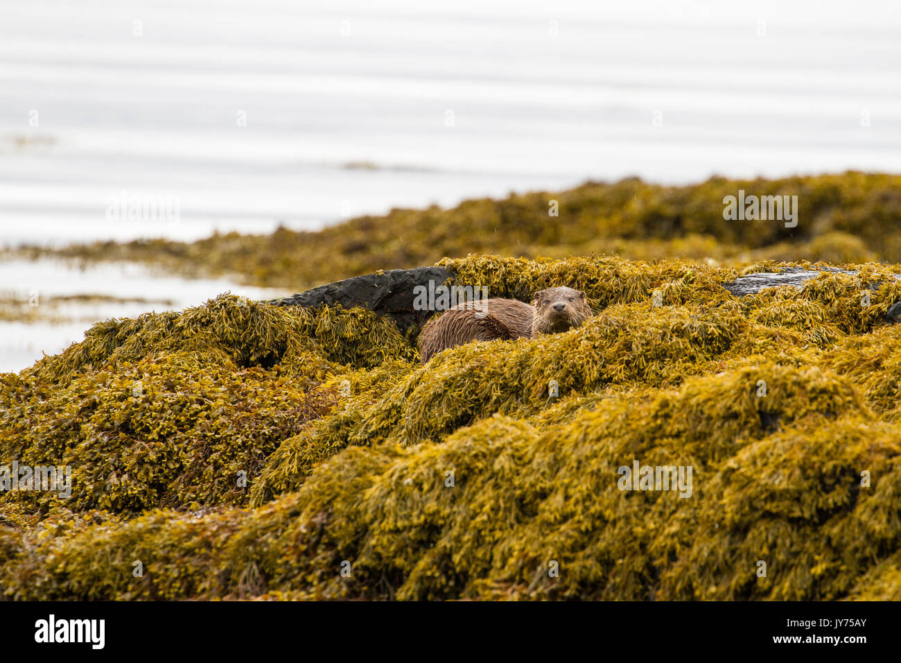 Détente de la loutre de mer parmi les algues sur l'île de Mull dans les Hébrides intérieures, Ecosse Banque D'Images
