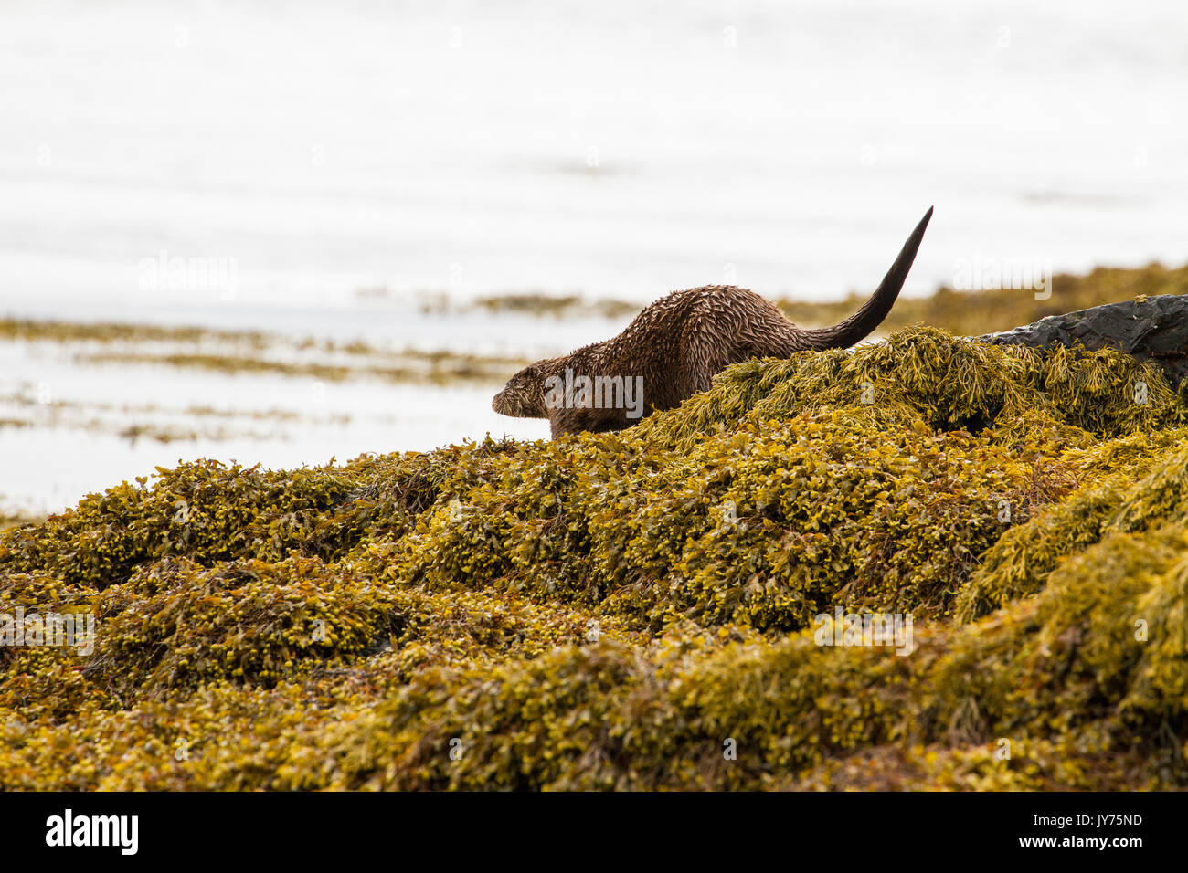 Détente de la loutre de mer parmi les algues sur l'île de Mull dans les Hébrides intérieures, Ecosse Banque D'Images