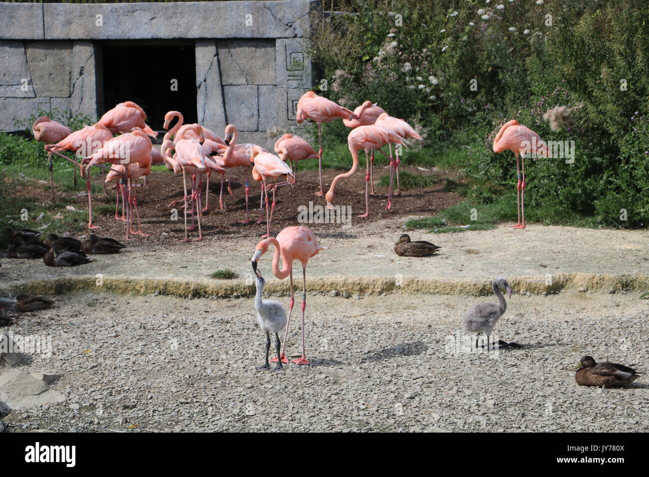 Famingo rose Banque D'Images