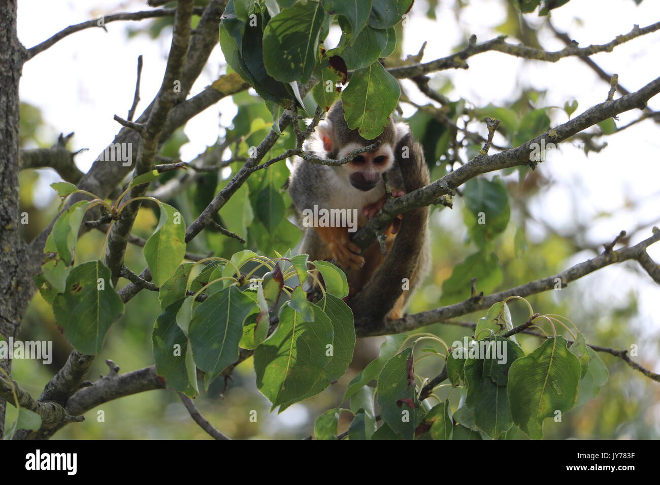 Saimiri, singe Banque D'Images