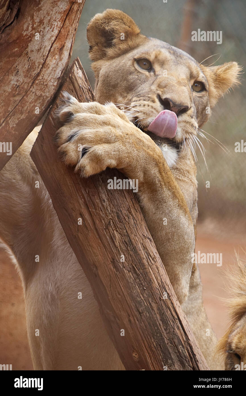 Un lion pan, à le Parc National de Nairobi Banque D'Images