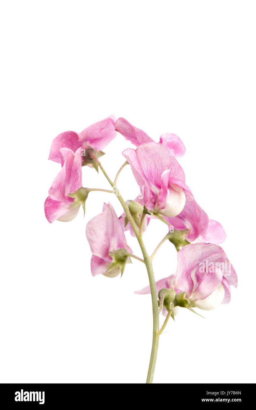 Lathyrus odoratus connu sous le nom de Sweet pea. Banque D'Images