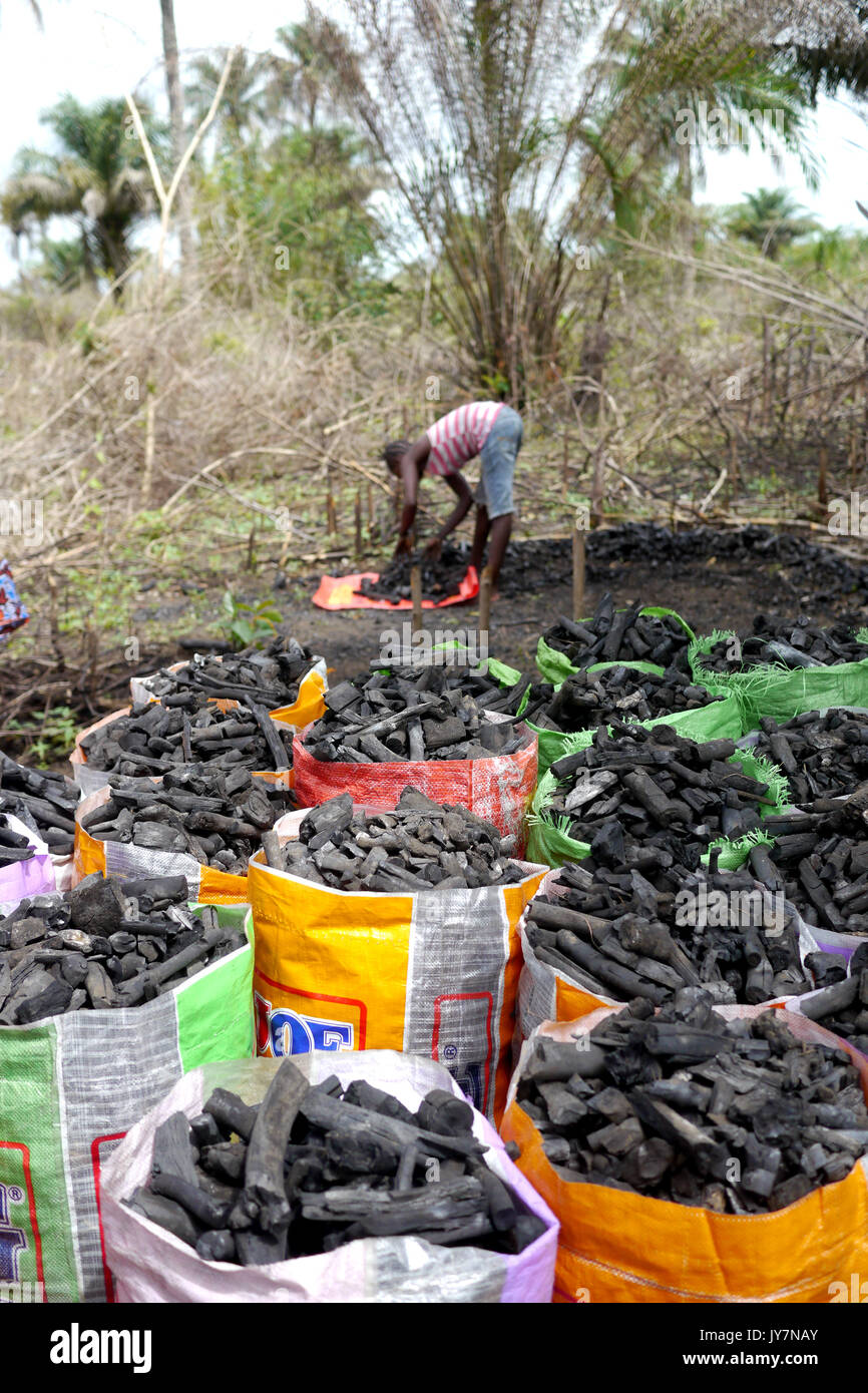 L'homme en Sierra Leone, l'Afrique, la fabrication du charbon de bois Banque D'Images