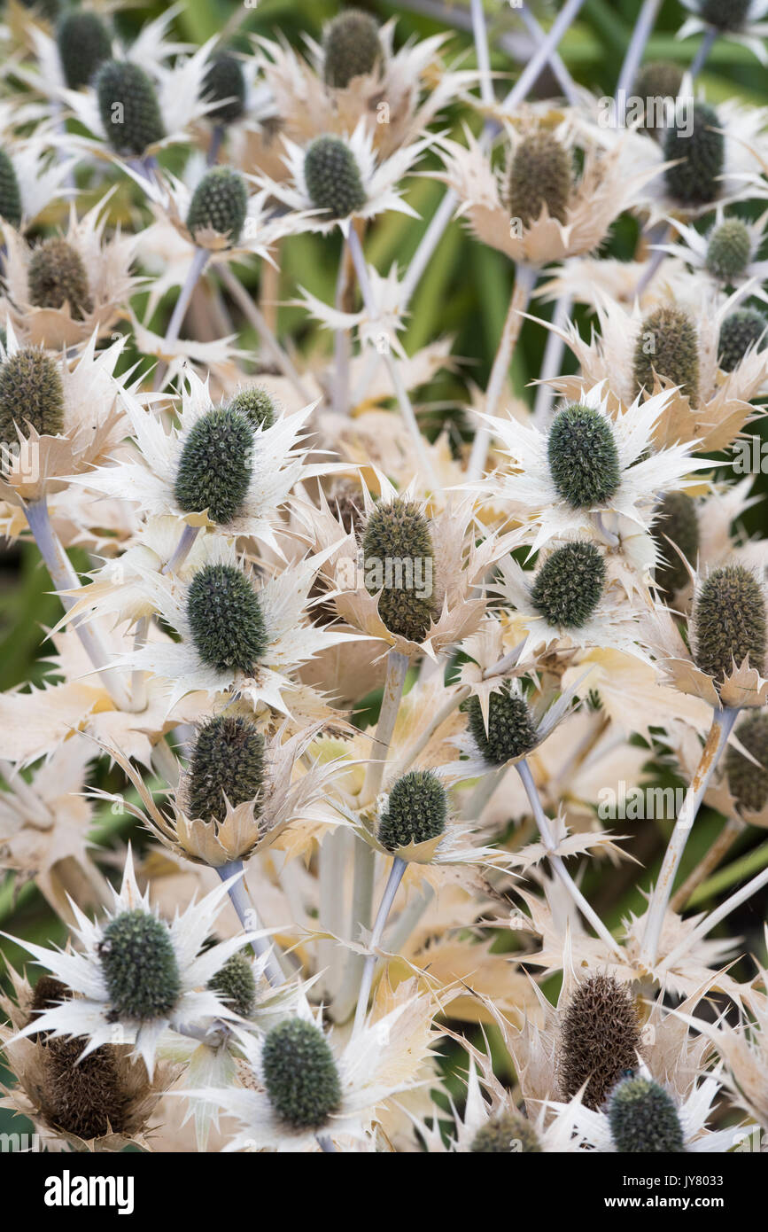 Eryngium giganteum 'Silver Ghost'. Holly mer consacré à fleurs graine dans un jardin anglais frontière. UK Banque D'Images