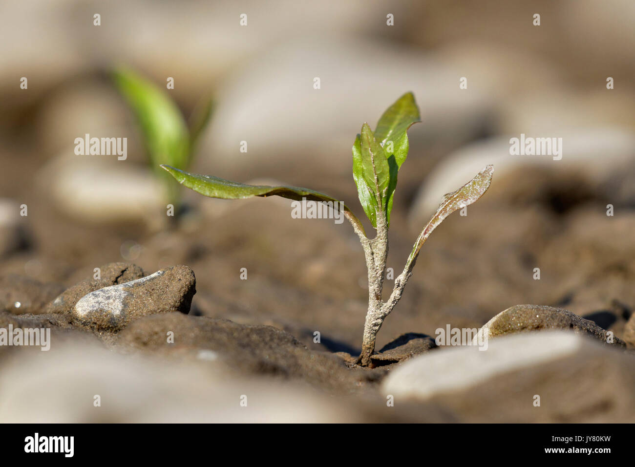 Le poivre d'eau (persicaria hydropiper) se jette dans la rivière Drava Banque D'Images