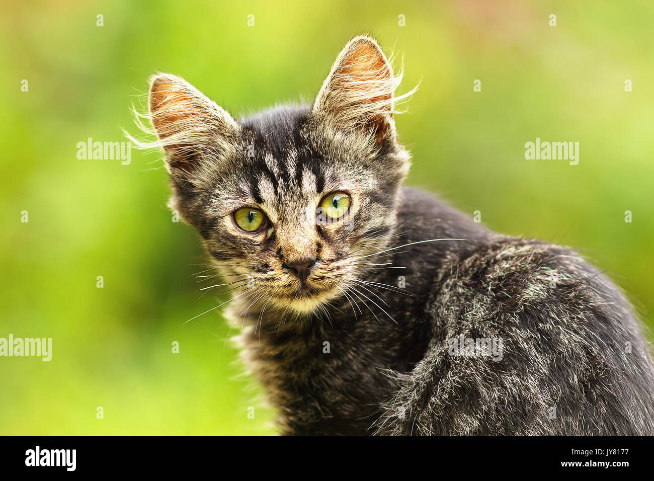 Beau chaton nu regardant la caméra, vert n'est pas mise au point d'arrière-plan flou dans le jardin ; curieux mignon jeune animal domestique Banque D'Images