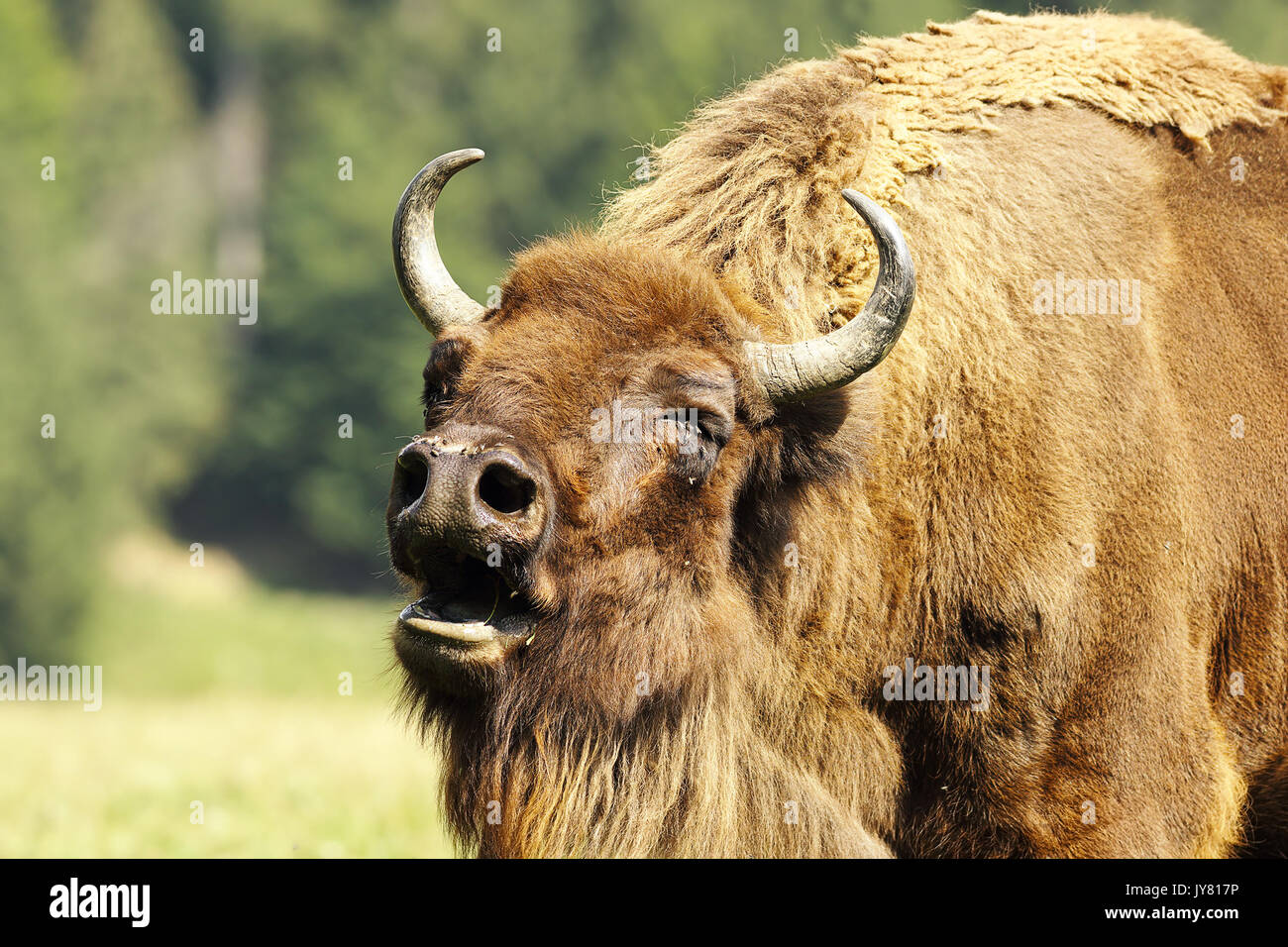 Portrait de beuglements bison d'Europe (Bison bonasus ) Banque D'Images