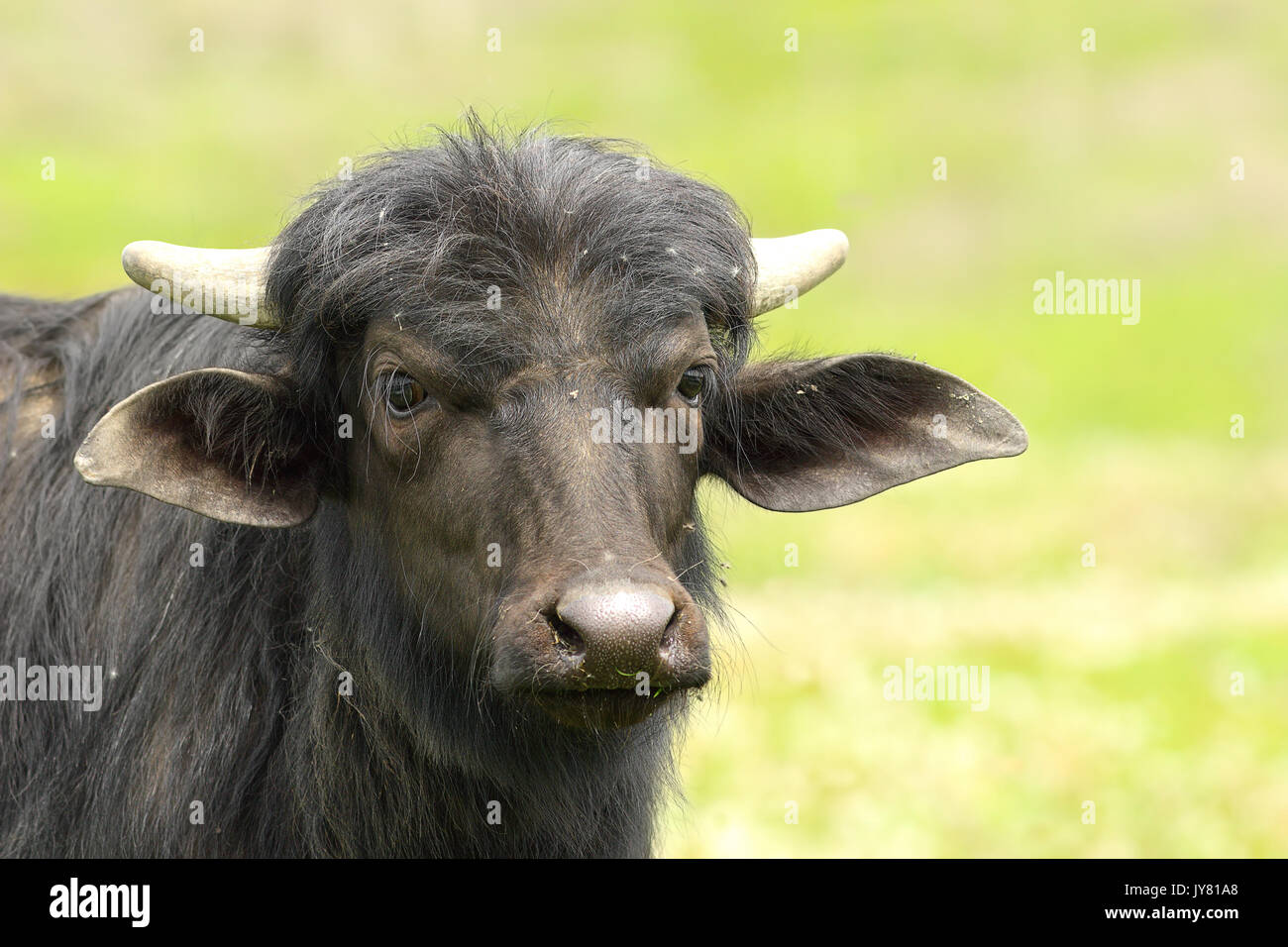 Buffle Noir portrait sur fond vert n'est pas mise au point Banque D'Images