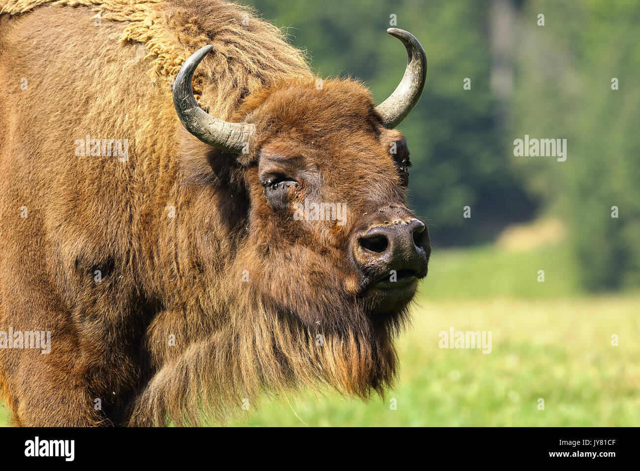 Close-up de bison d'Europe (Bison bonasus ) Banque D'Images