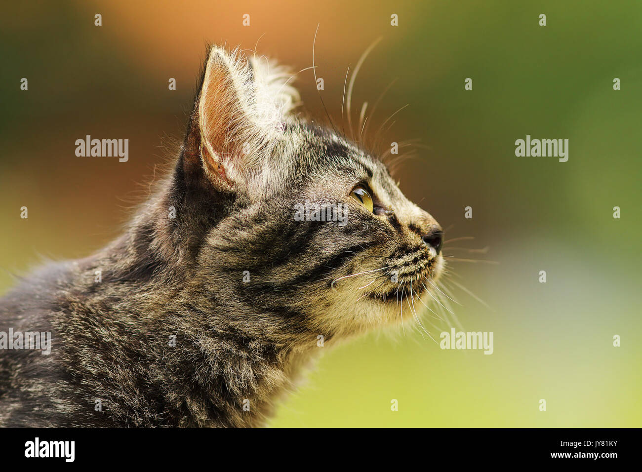 Portrait of a cute chaton curieux à rayures, vue de profil de la tête et de l'espace pour votre texte Banque D'Images