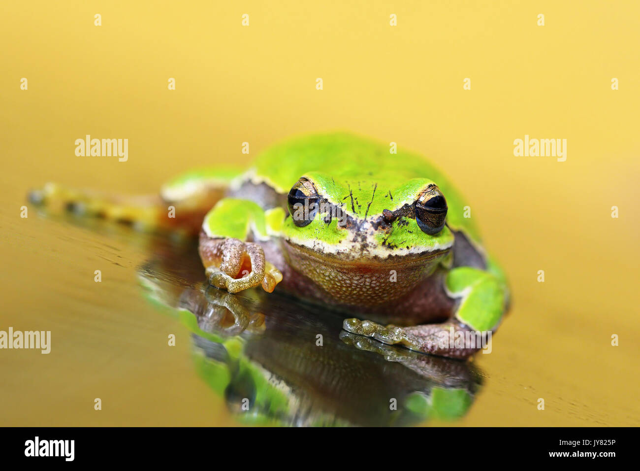 La rainette verte de l'Europe sur le verre ( Hyla arborea ) Banque D'Images