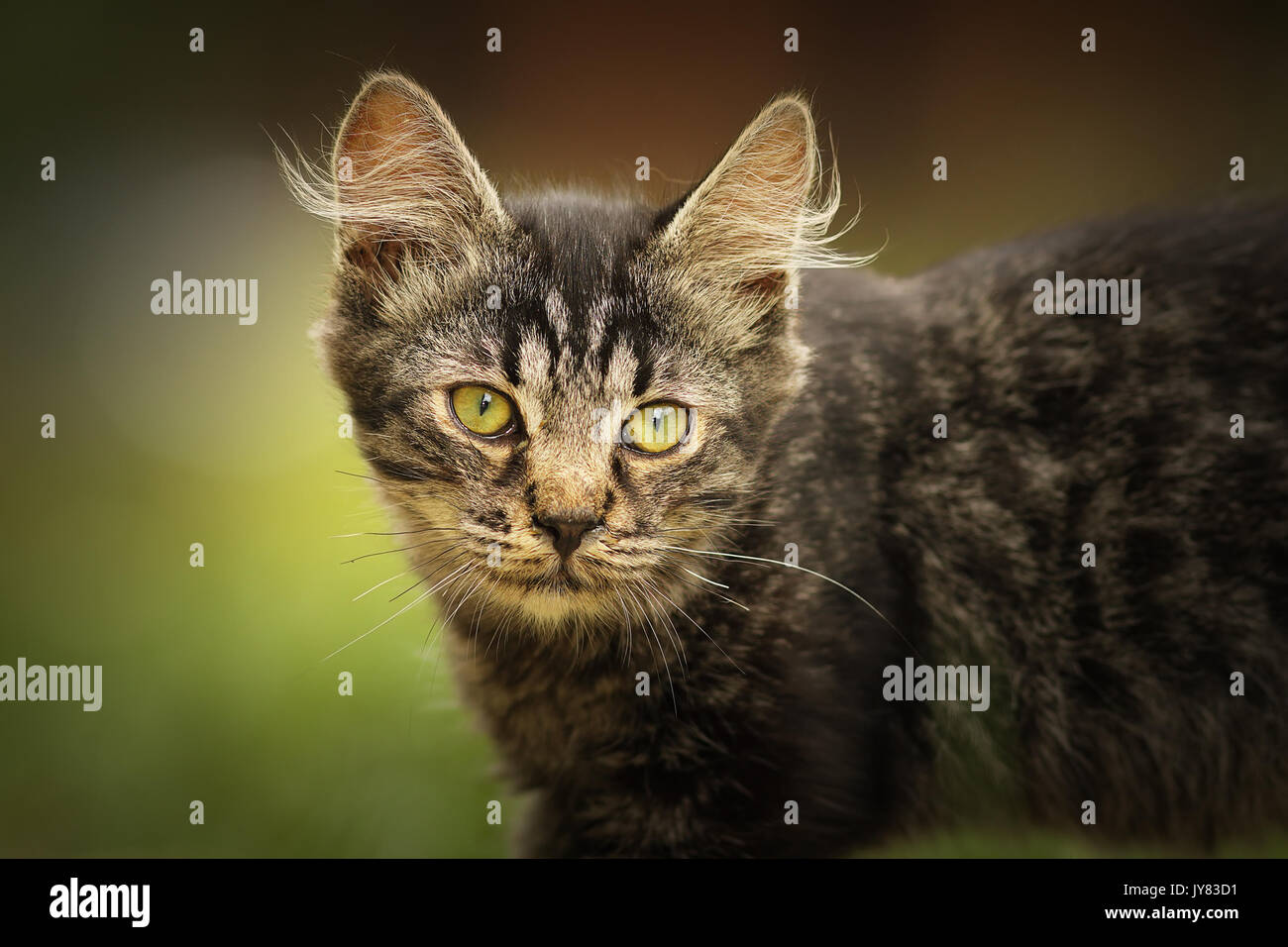 Portrait de jeune chat domestique à l'égard de l'appareil photo, des animaux curieux Banque D'Images