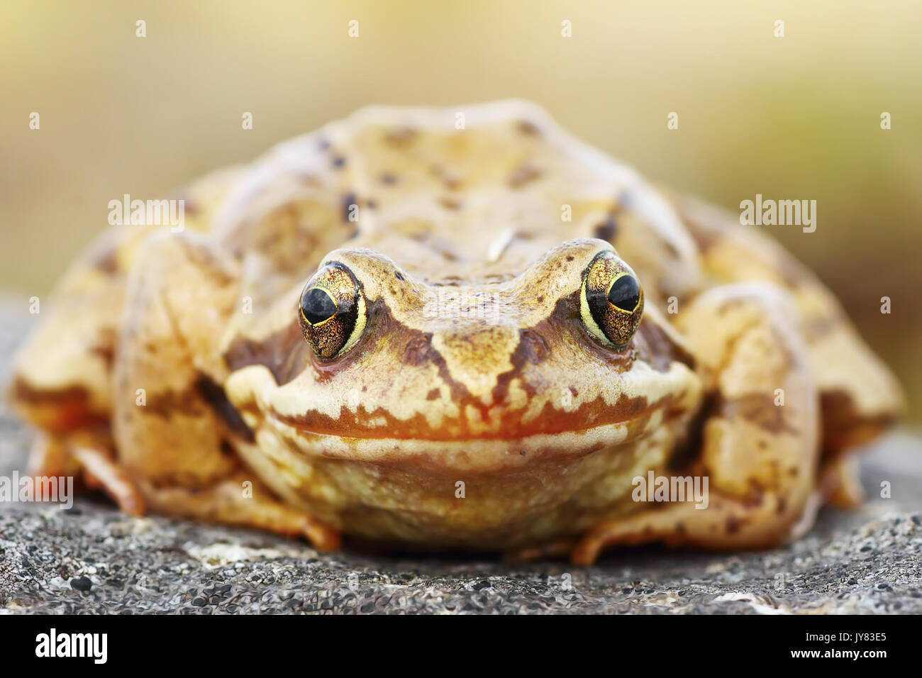 Rana temporaria portrait, abstraite de grenouille commune européenne Banque D'Images