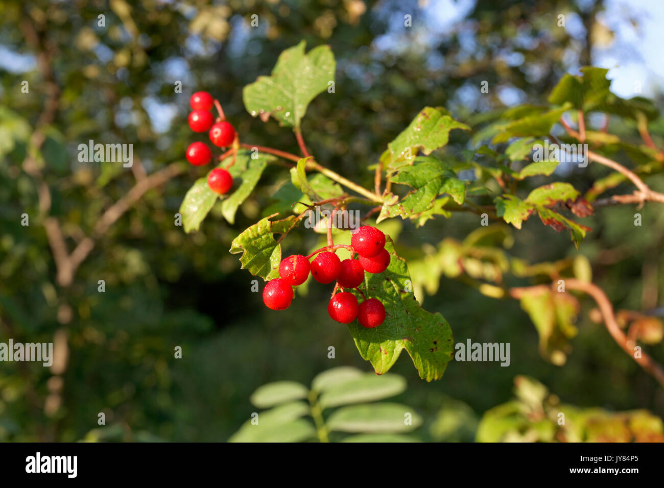 Le fruit de l'aubépine Crataegus, communément appelé, quickthorn thornapple, peut-tree,whitethorn, ou hawberry, Banque D'Images