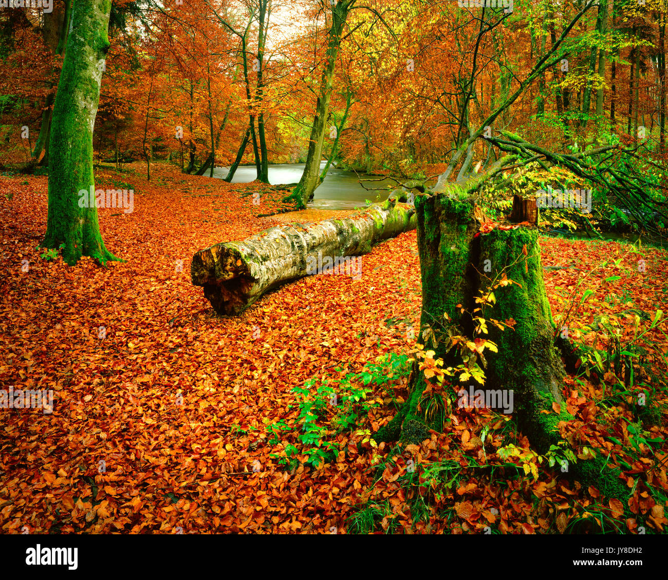 DE - La Bavière : Autumn Woods dans l'Würmtal près de Munich Banque D'Images