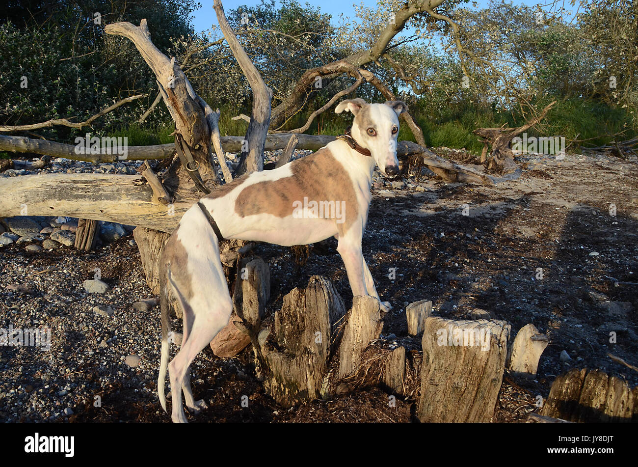 Galgo femelle chien debout sur une plage avec des arbres tombés. Banque D'Images