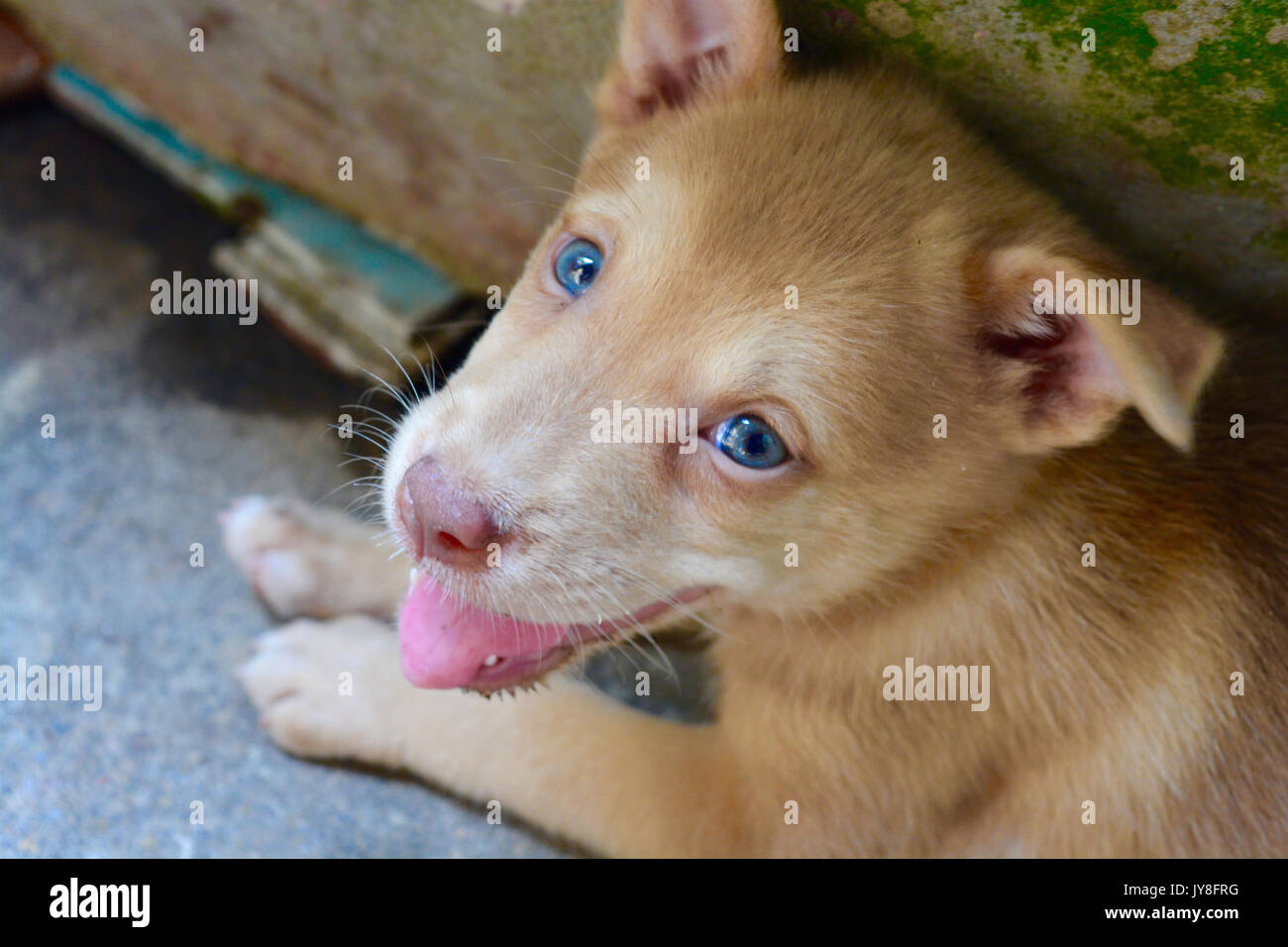 Mignon Bébé Chien Marron Et Les Yeux Bleus Se Trouvent Côté