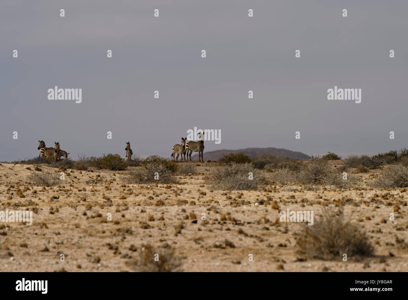 (Wuestenquell Wüstenquell Ferme Ferme d'hôtes) : zèbres (Equus zebra hartmannae) par temps brumeux du désert du Namib, Namibie, Distrikt Karibib Banque D'Images