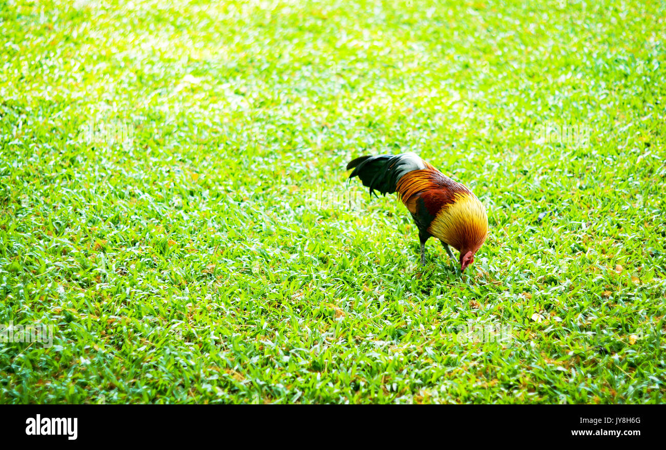 Coq avec l'alimentation naturelle sur l'herbe Banque D'Images
