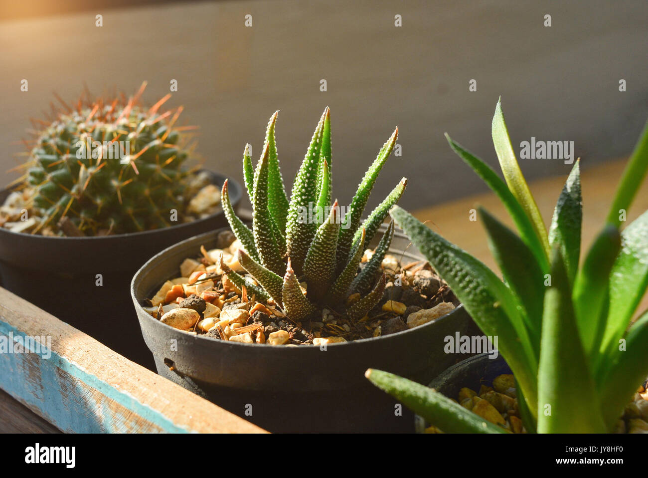 Peu sansevieria trifasciata et cactus, dans un coffret en bois avec des plaques background.la lumière du soleil à l'autre dans la pièce Banque D'Images