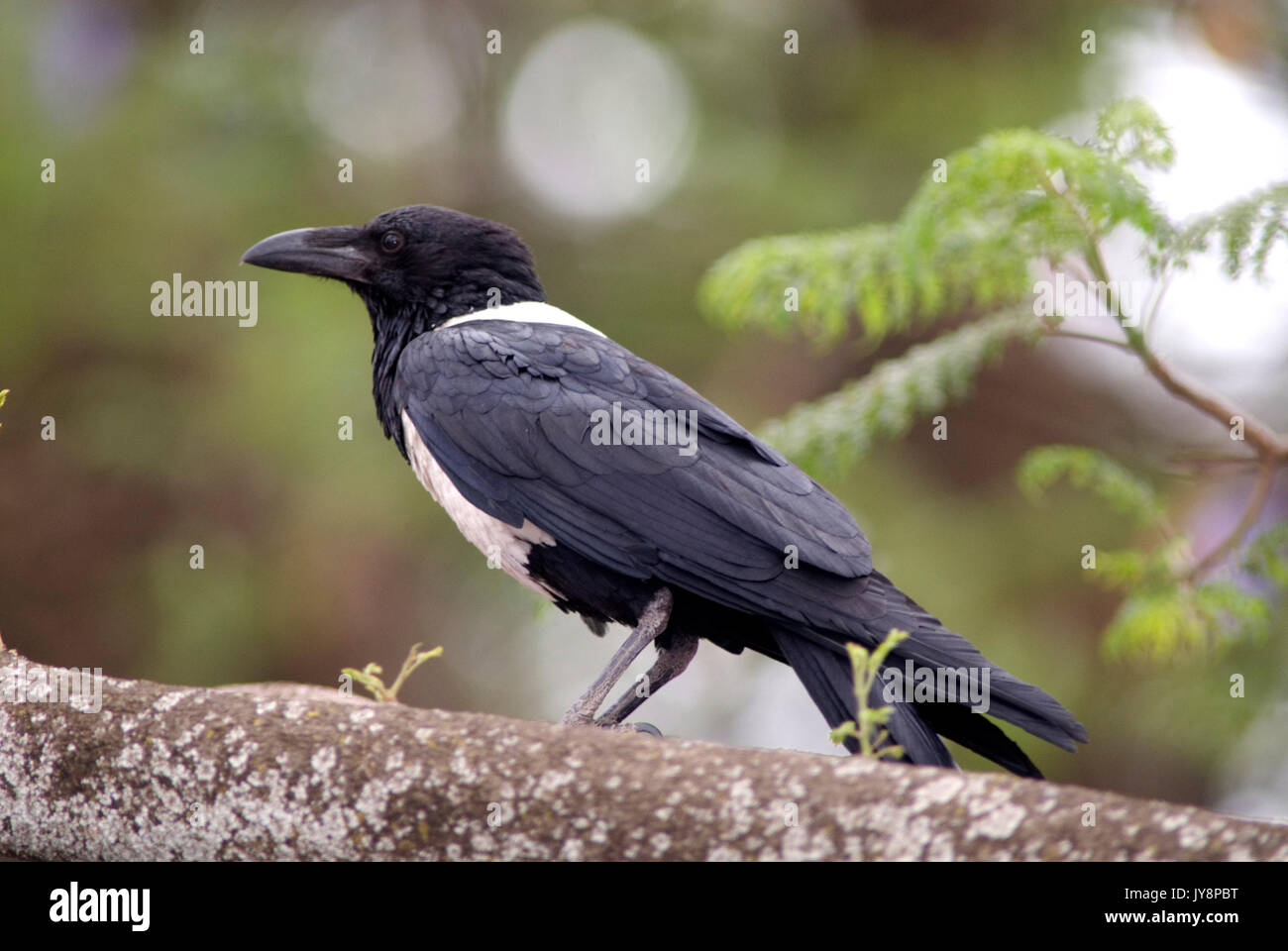 Pied-de-Corbeau, Corvus albus, Gondar, Éthiopie, noir et blanc, parc du château Banque D'Images