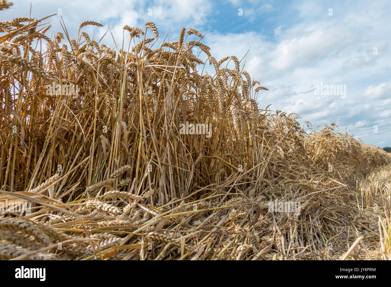 L'agriculture britannique, faible niveau libre de blé prêt pour la récolte, contre un fond de ciel d'été Août 2017 Banque D'Images