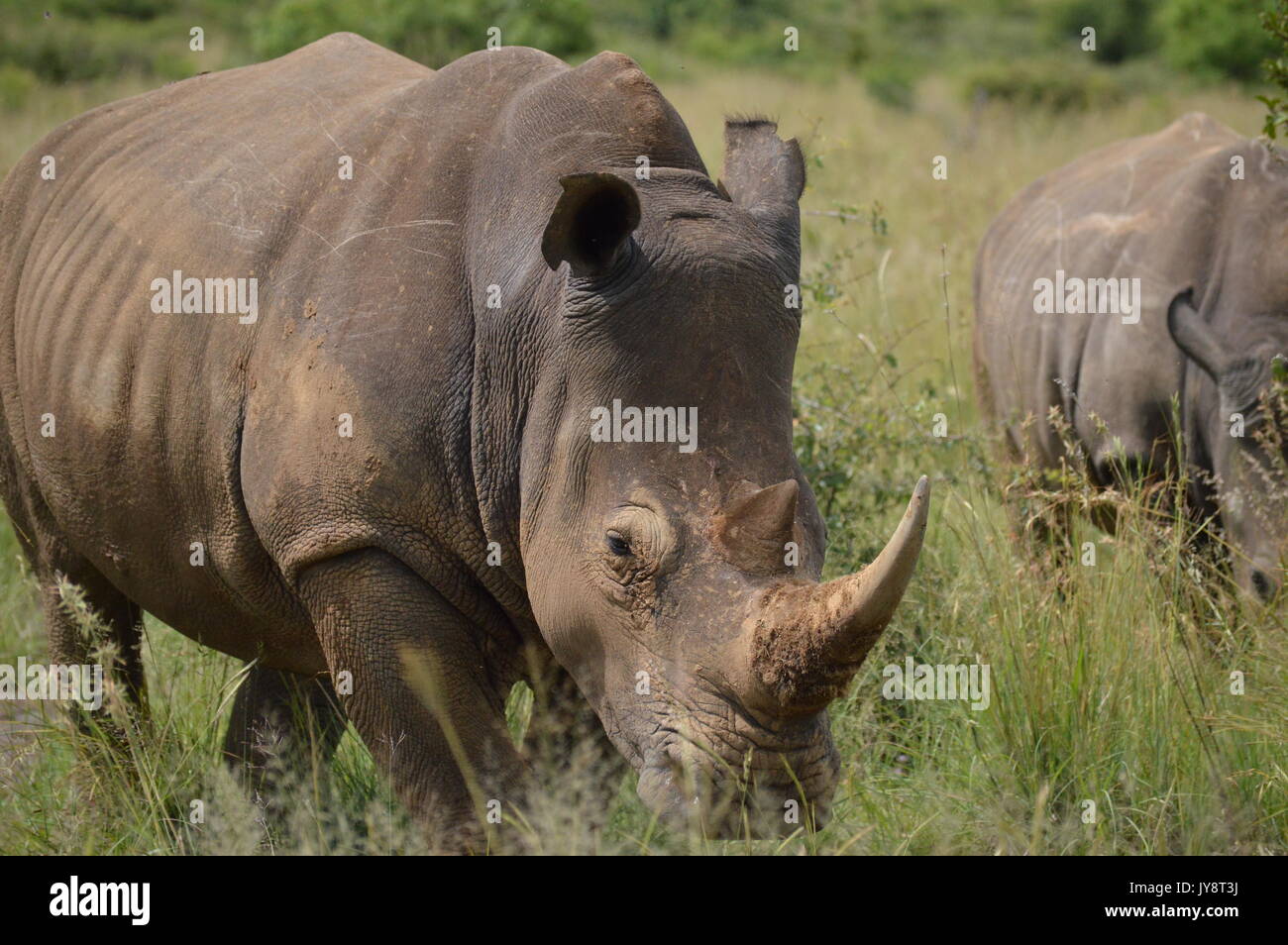 White Rhino Banque D'Images