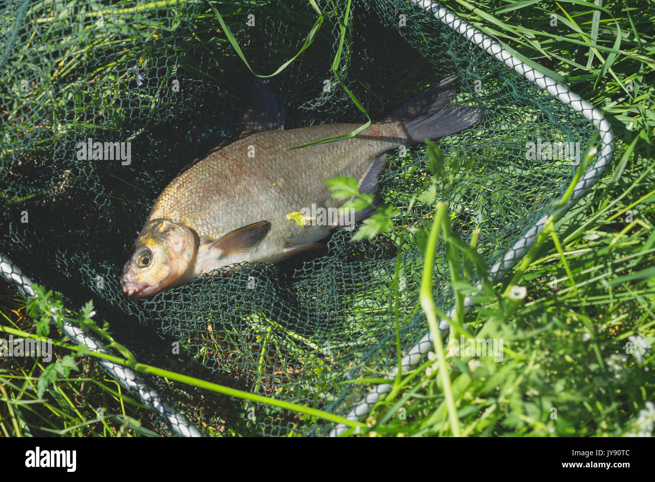 Close-up de gros poissons capturés, daurade en filets de pêcheur sur la plage, dans l'herbe. Concept de la pêche réussie. Attraper Banque D'Images