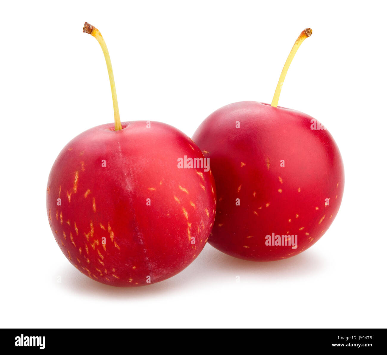 Cherry Plum isolé chemin Banque D'Images