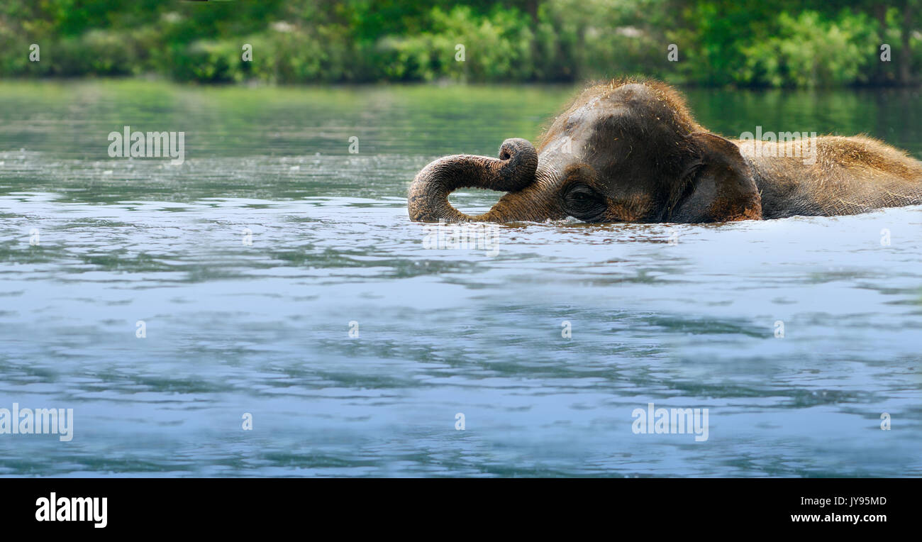 Un jeune éléphant nager dans un plan d'eau Banque D'Images