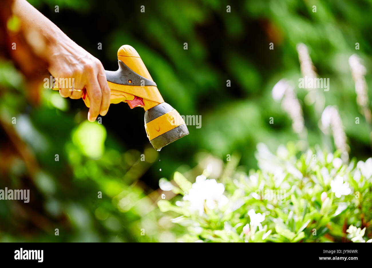 Femme l'arrosage des plantes dans le jardin Banque D'Images