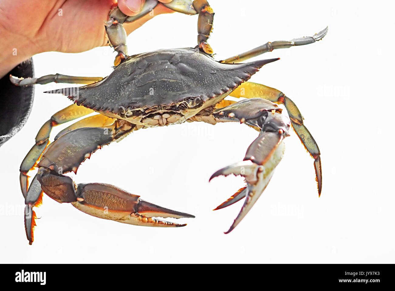 Crabe bleu, Callinectes sapidus Banque D'Images