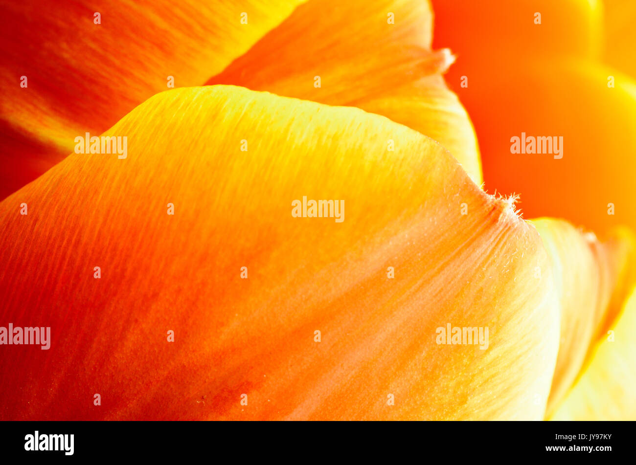 Super macro abstrait photo de jardin tulip flower Banque D'Images