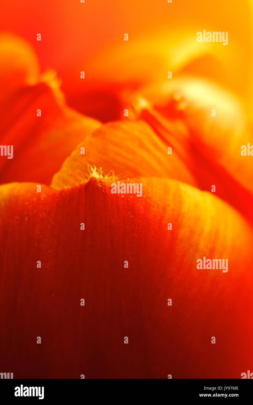 Super macro abstrait photo de jardin tulip flower Banque D'Images