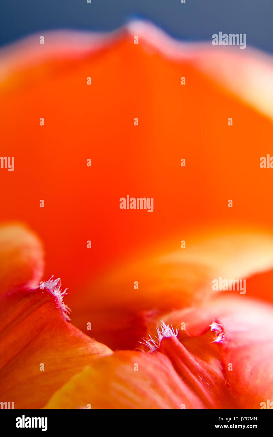 Super macro abstrait photo de jardin tulip flower Banque D'Images