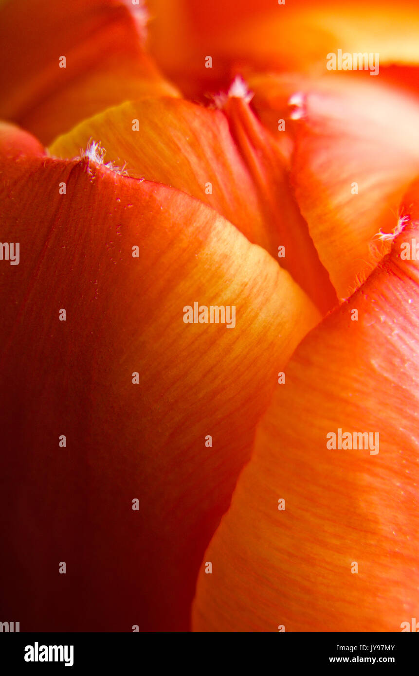 Super macro abstrait photo de jardin tulip flower Banque D'Images