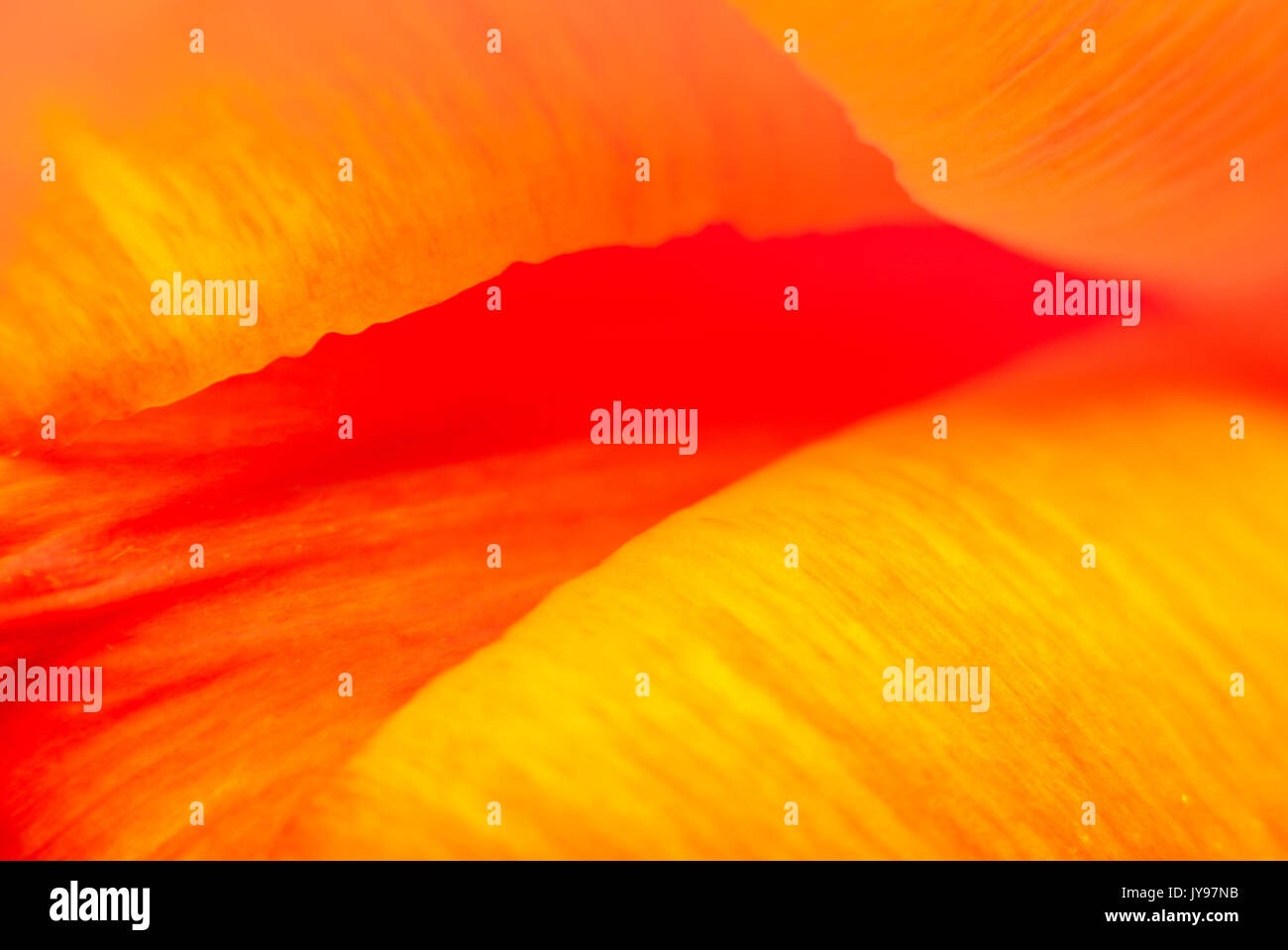 Super macro abstrait photo de jardin tulip flower Banque D'Images
