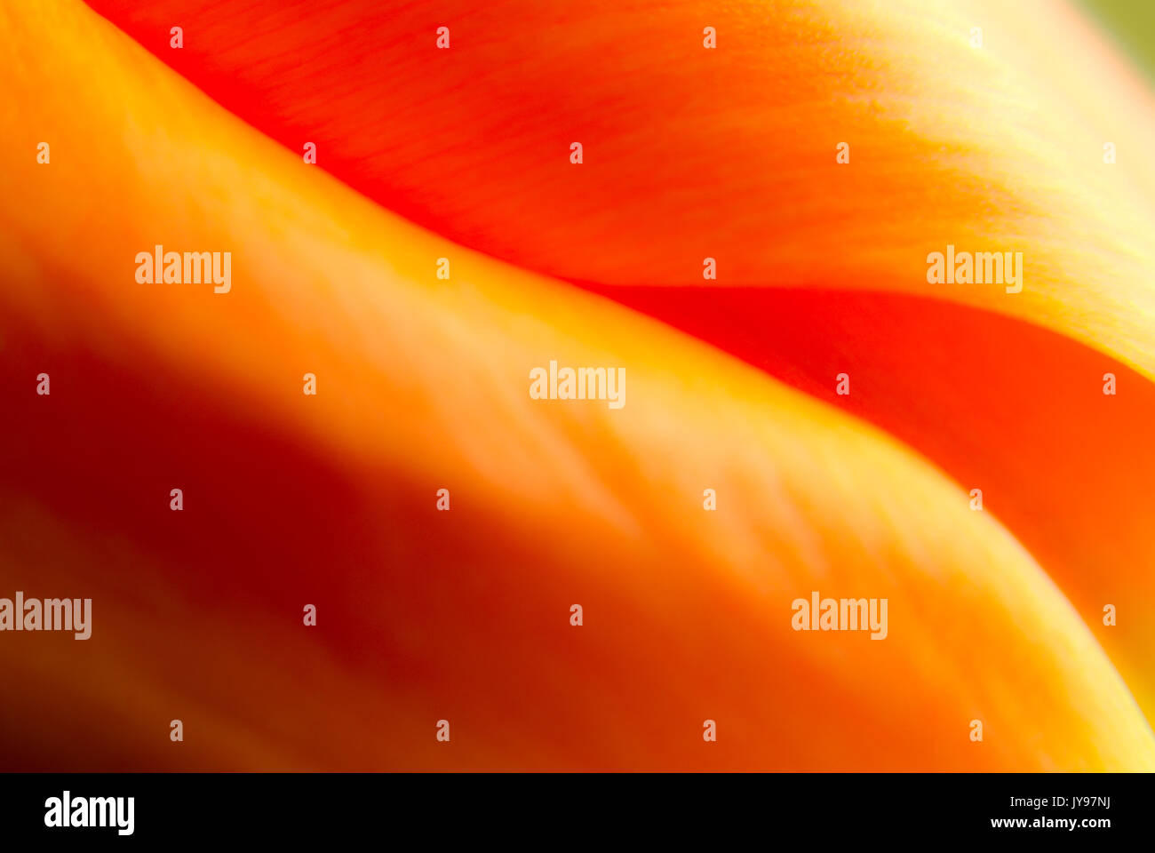 Super macro abstrait photo de jardin tulip flower Banque D'Images