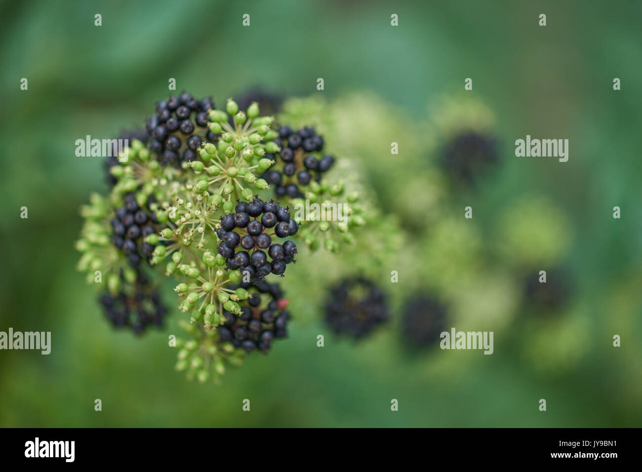 Aralia cordata spikenard,[1] herbes aralia,[2] udo (du japonais: 独活),[3] spikenard japonais,[3] et asperges de montagne Banque D'Images