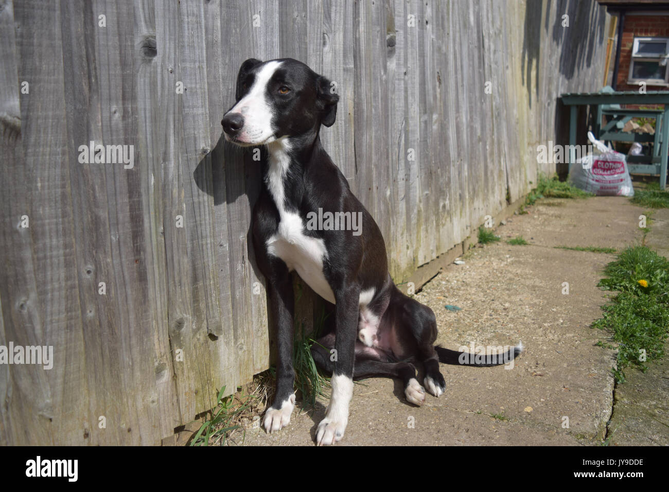 Un mâle noir et blanc chien assis contre une clôture à dans la distance Banque D'Images