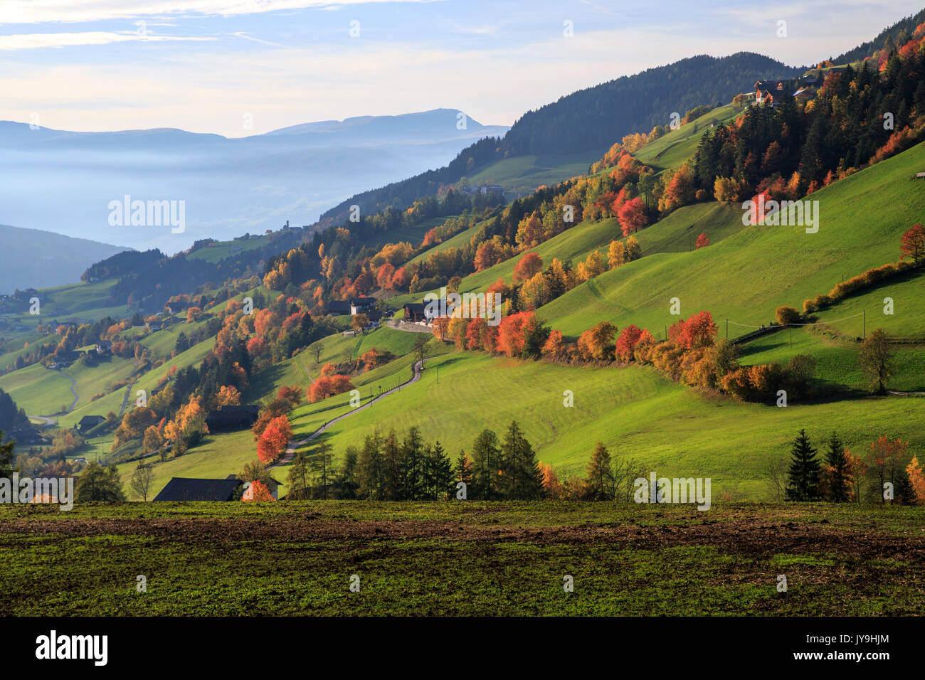 Red cherry trees in autumn color les routes de campagne autour de st.magdalena village. à l'arrière-plan les montagnes du Tyrol du sud odle. Banque D'Images