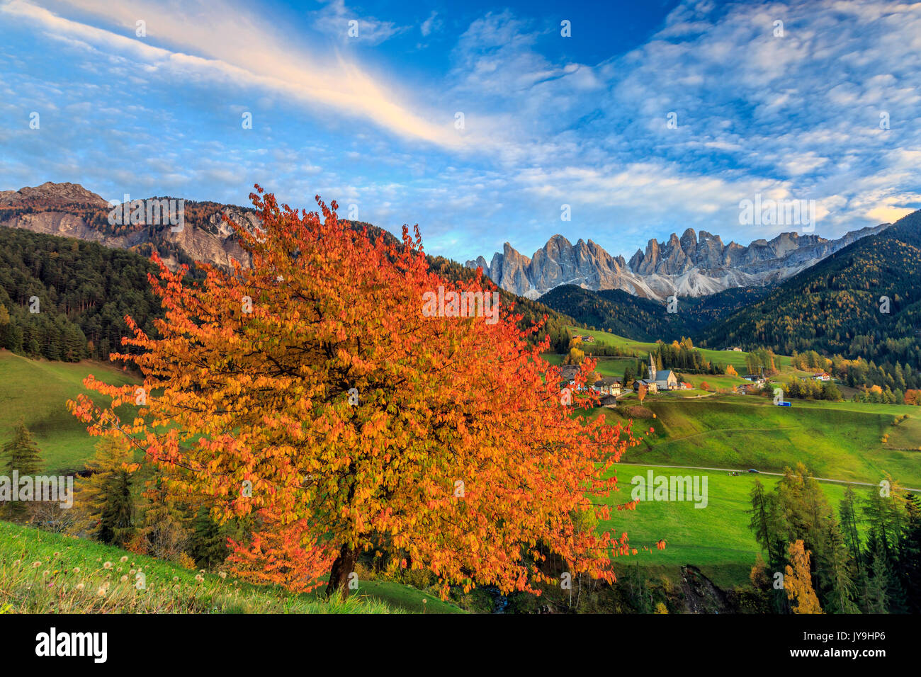 Red cherry trees in autumn color les routes de campagne autour de st.magdalena village. à l'arrière-plan les montagnes du Tyrol du sud odle. Banque D'Images