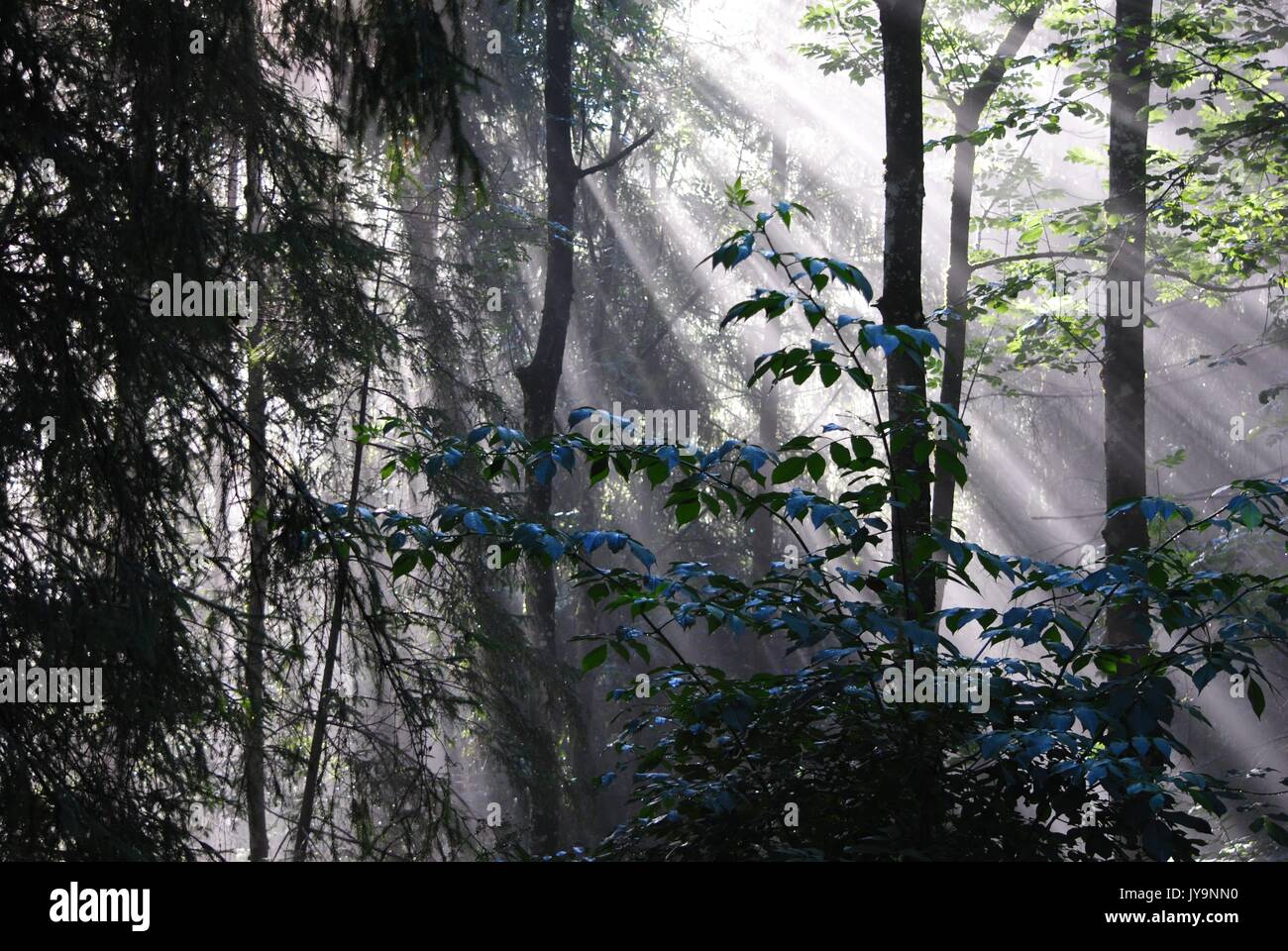 les rayons du premier soleil filtrent à travers les arbres Banque D'Images