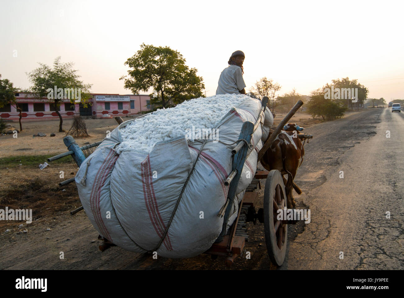 L'Inde Madhya Pradesh , coton, agriculteur récolte du coton transport par charrette pour la vente aux enchères/ INDIEN Le Madhya Pradesh , Baumwollanbau Baumwollernte, agriculteur transportiert mit Ochsengespann zur Auktion Banque D'Images